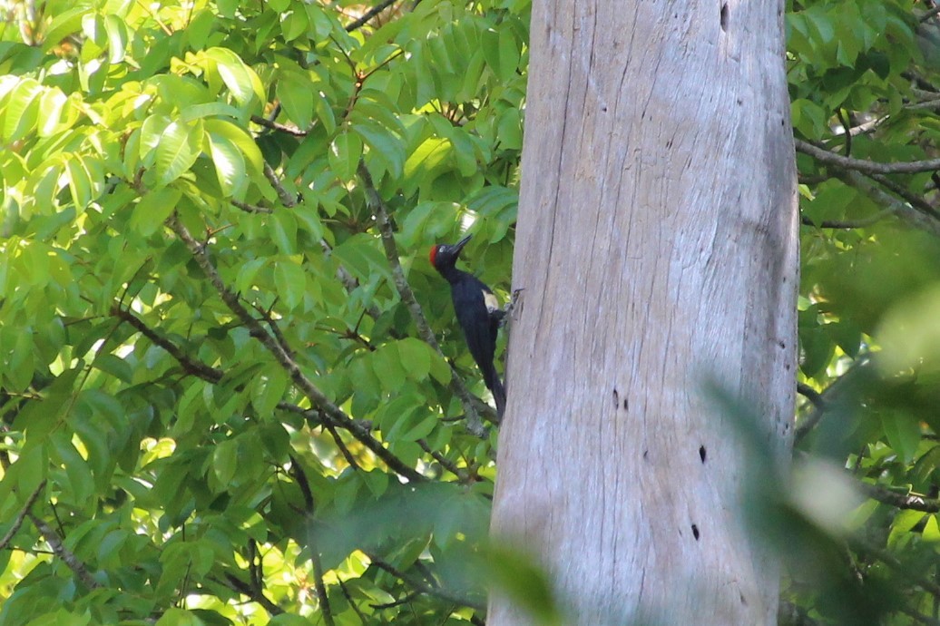 White-bellied Woodpecker - Burke Korol
