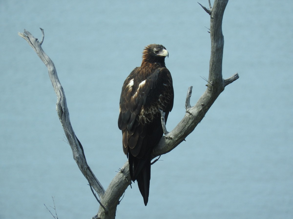 Wedge-tailed Eagle - ML144277911