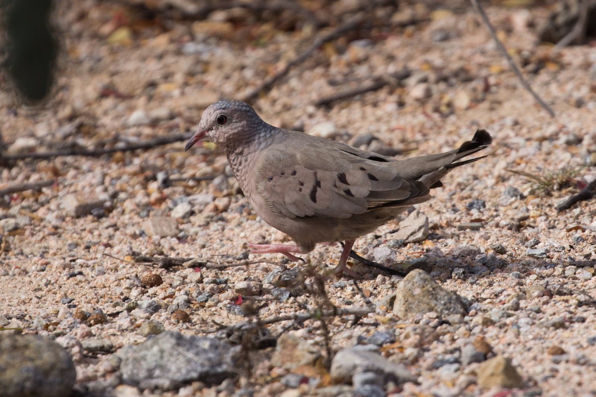 Common Ground Dove - Lindy Fung