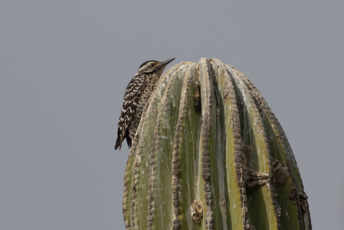 Ladder-backed Woodpecker - Lindy Fung