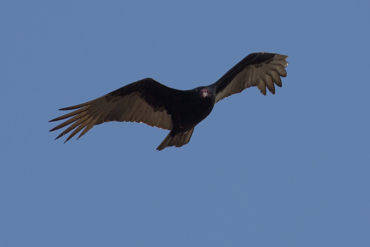 Turkey Vulture - ML144278361