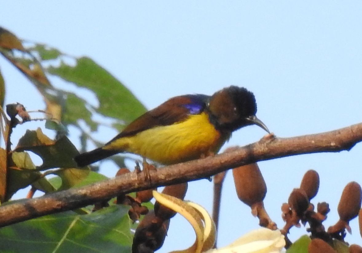 Brown-throated Sunbird - Phoenix Kwan