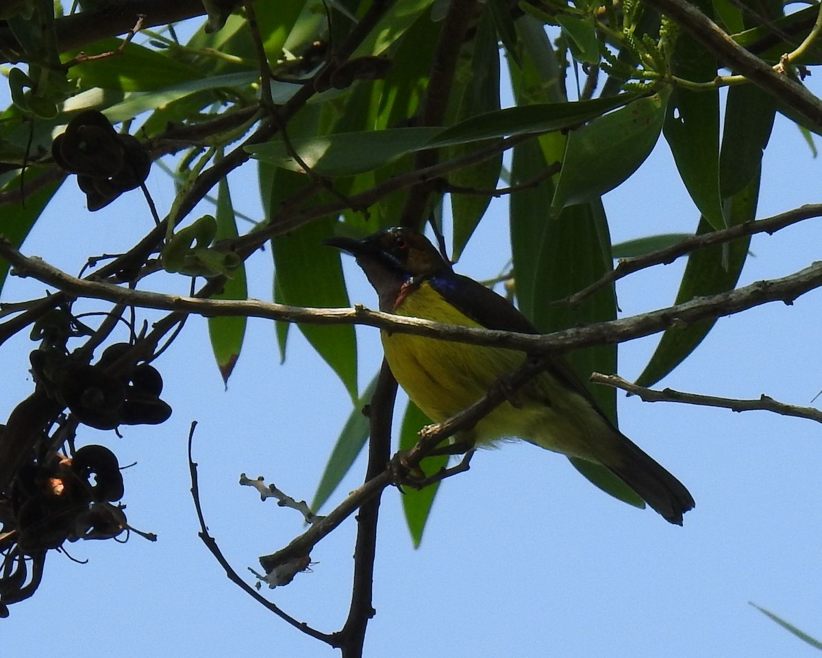 Brown-throated Sunbird - Phoenix Kwan