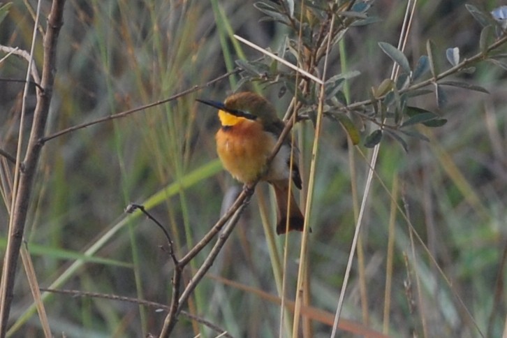 Little Bee-eater - Cathy Pasterczyk