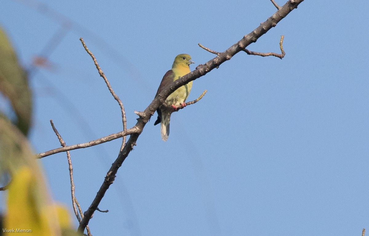 Wedge-tailed Green-Pigeon - ML144284811