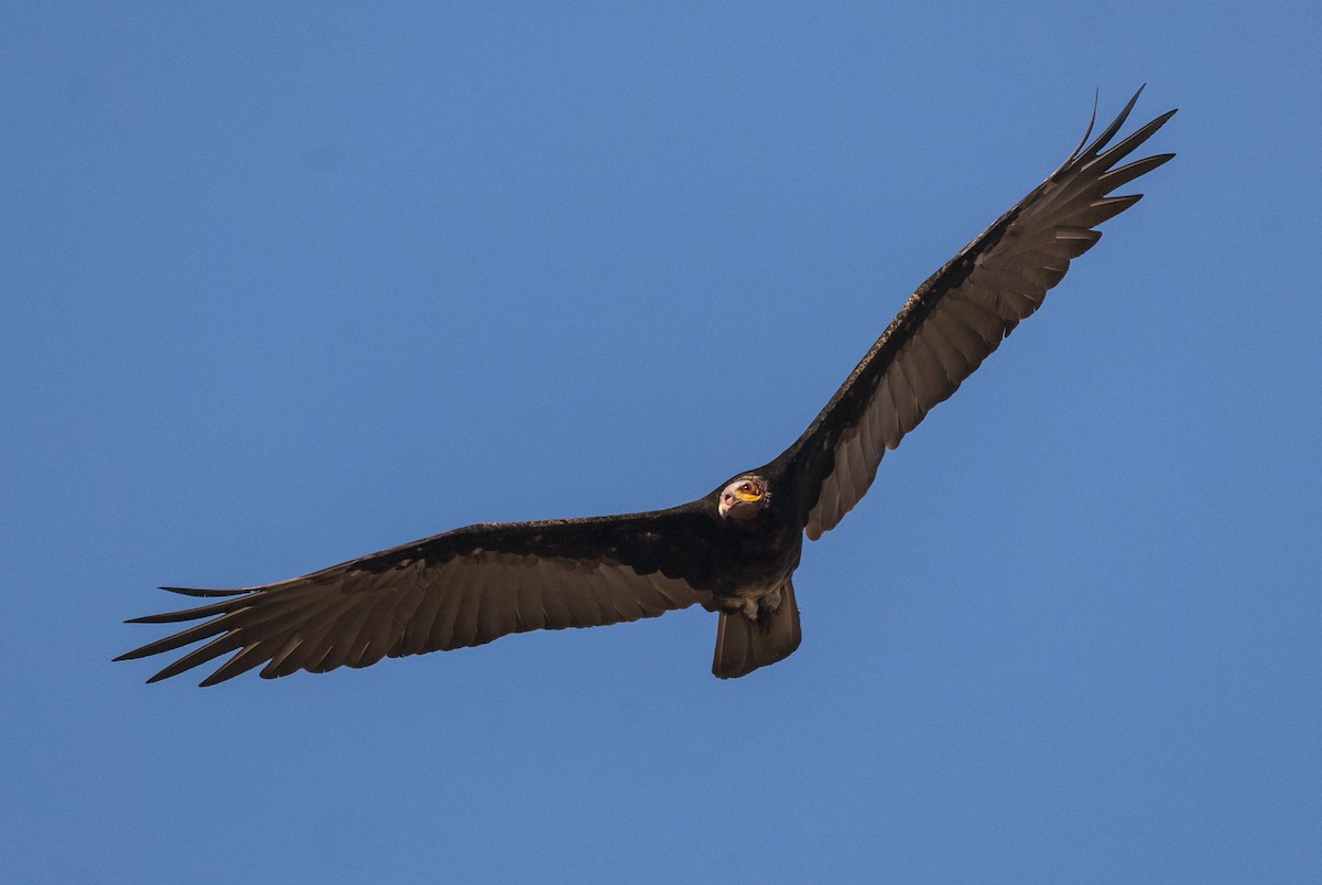 Lesser Yellow-headed Vulture - Markus Craig