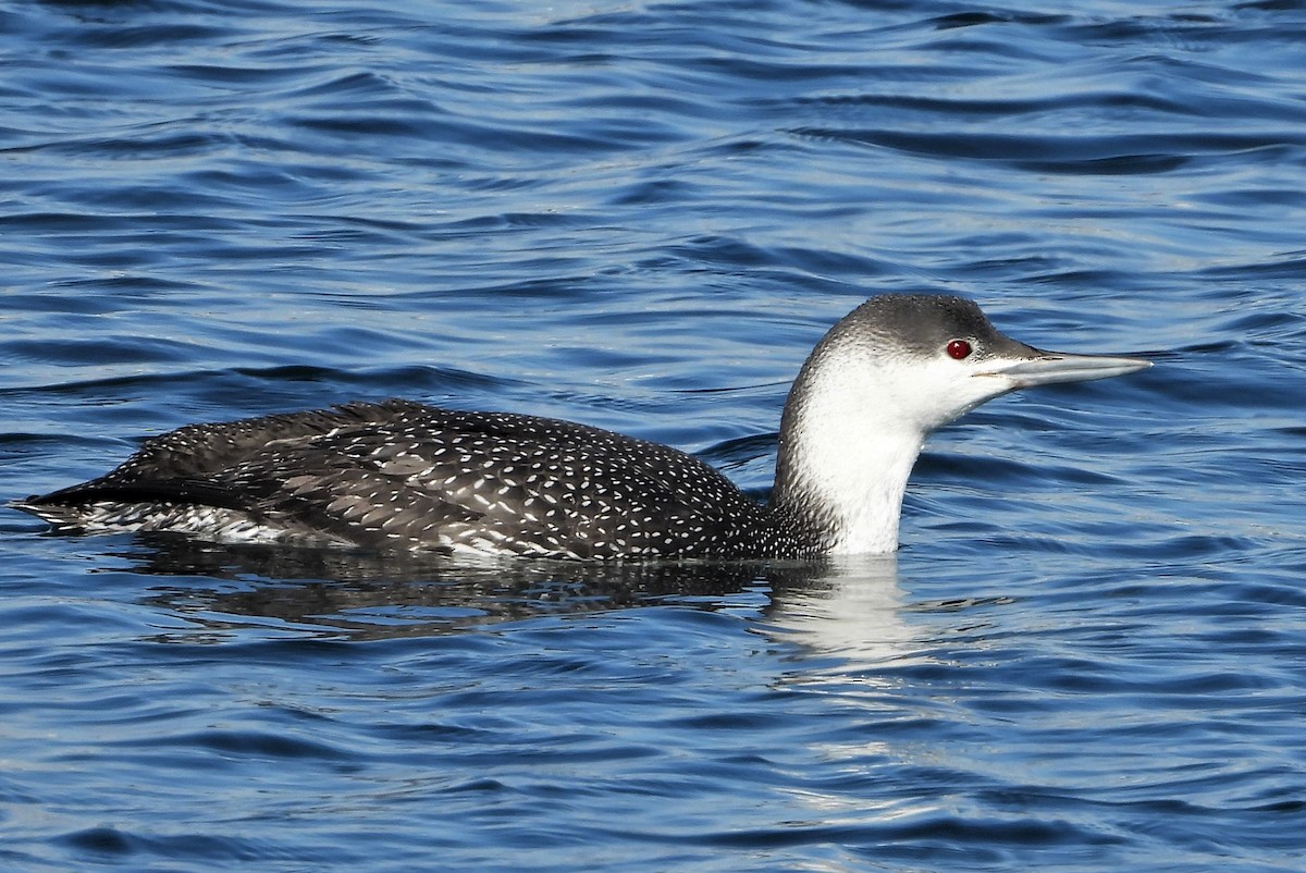 Red-throated Loon - Joanne Muis Redwood