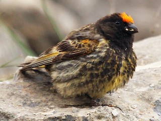  - Fire-fronted Serin