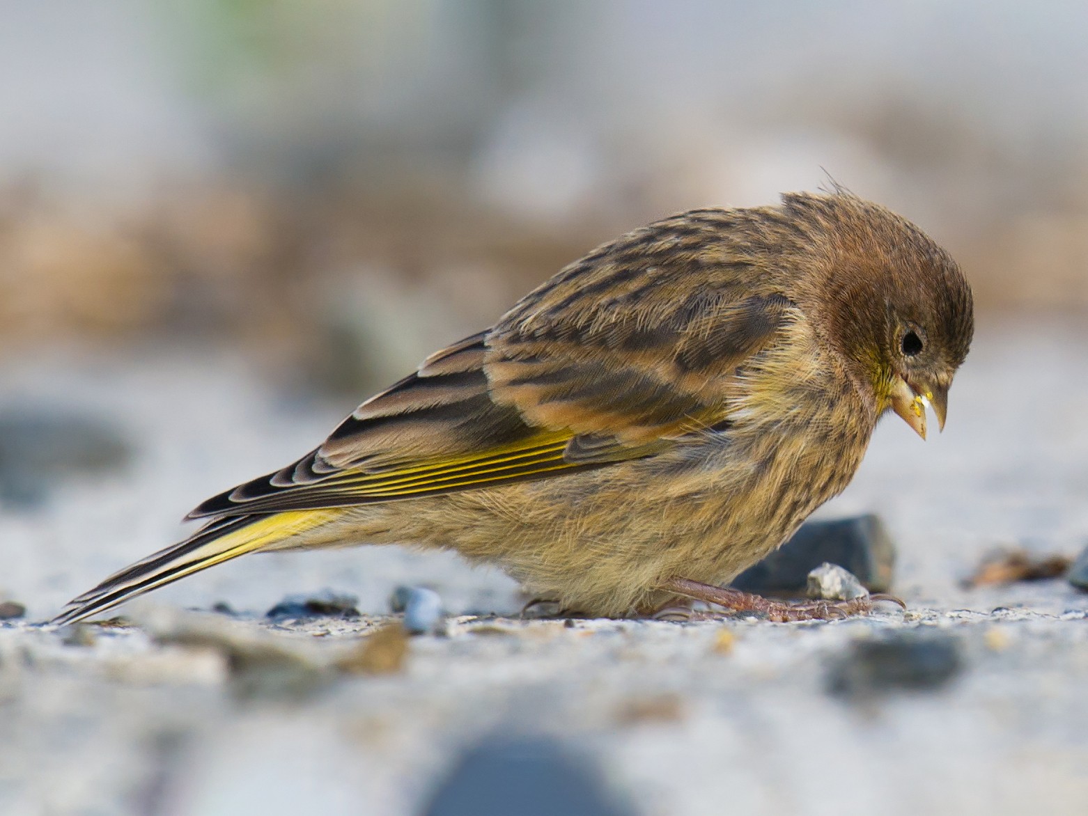 Fire-fronted Serin - Craig Brelsford