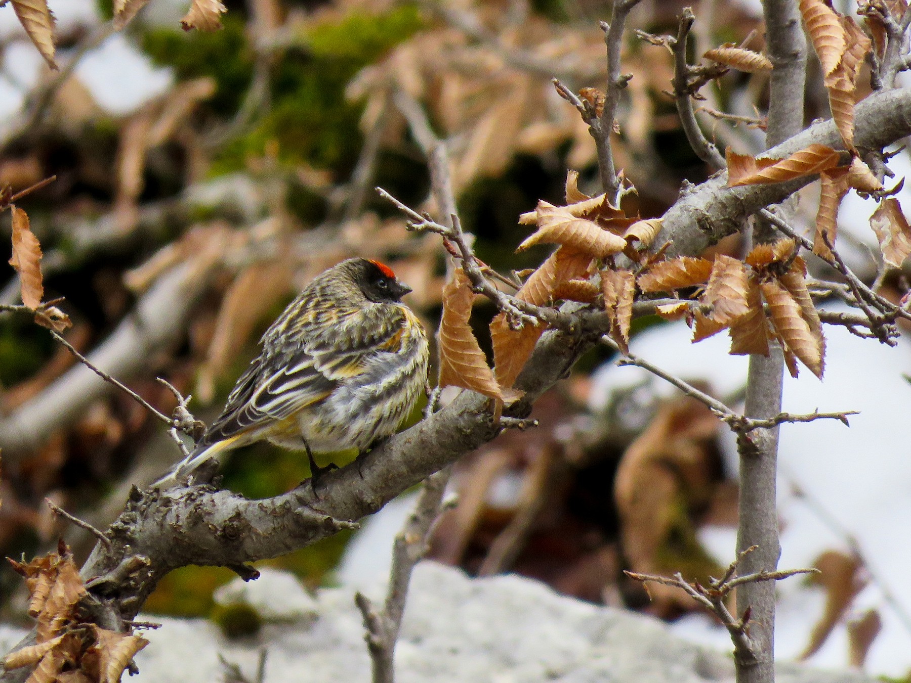 Fire-fronted Serin - Yury Shashenko