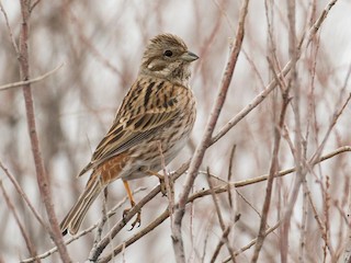 シラガホオジロ - eBird