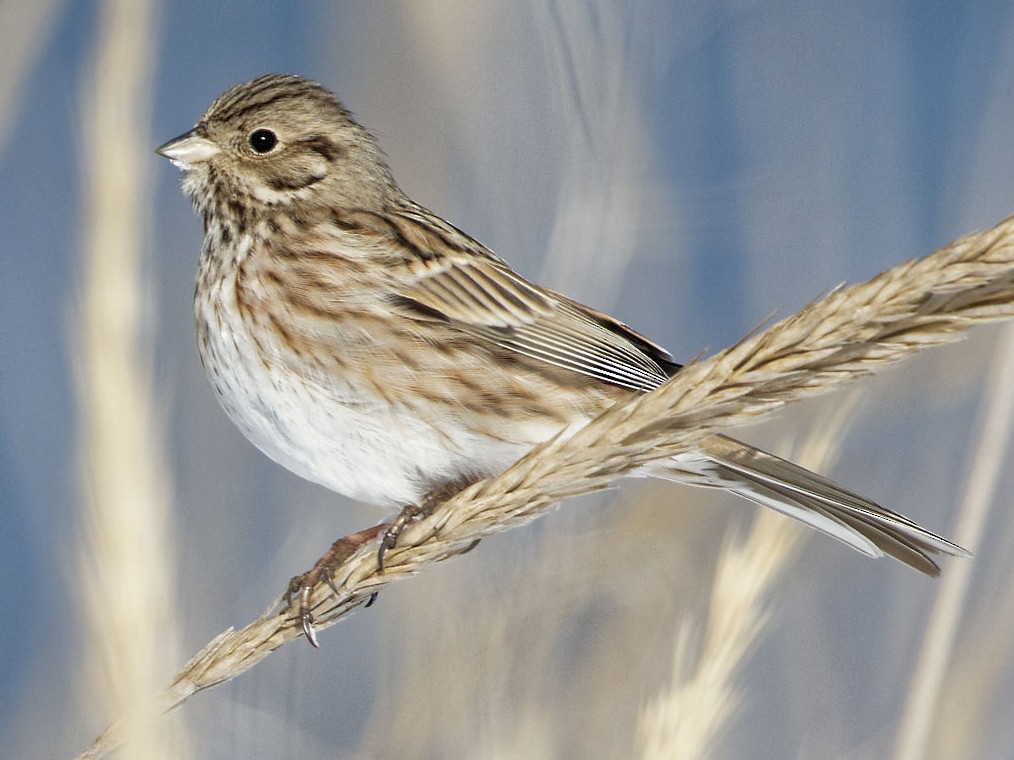 シラガホオジロ Ebird