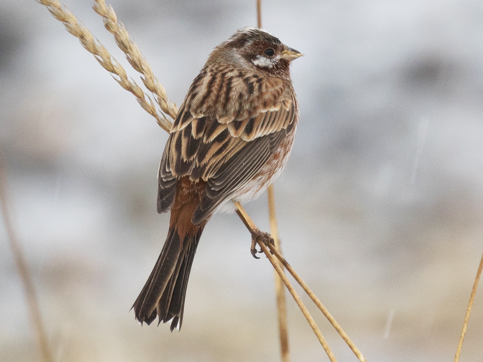 Pine Bunting - Kantori Birders