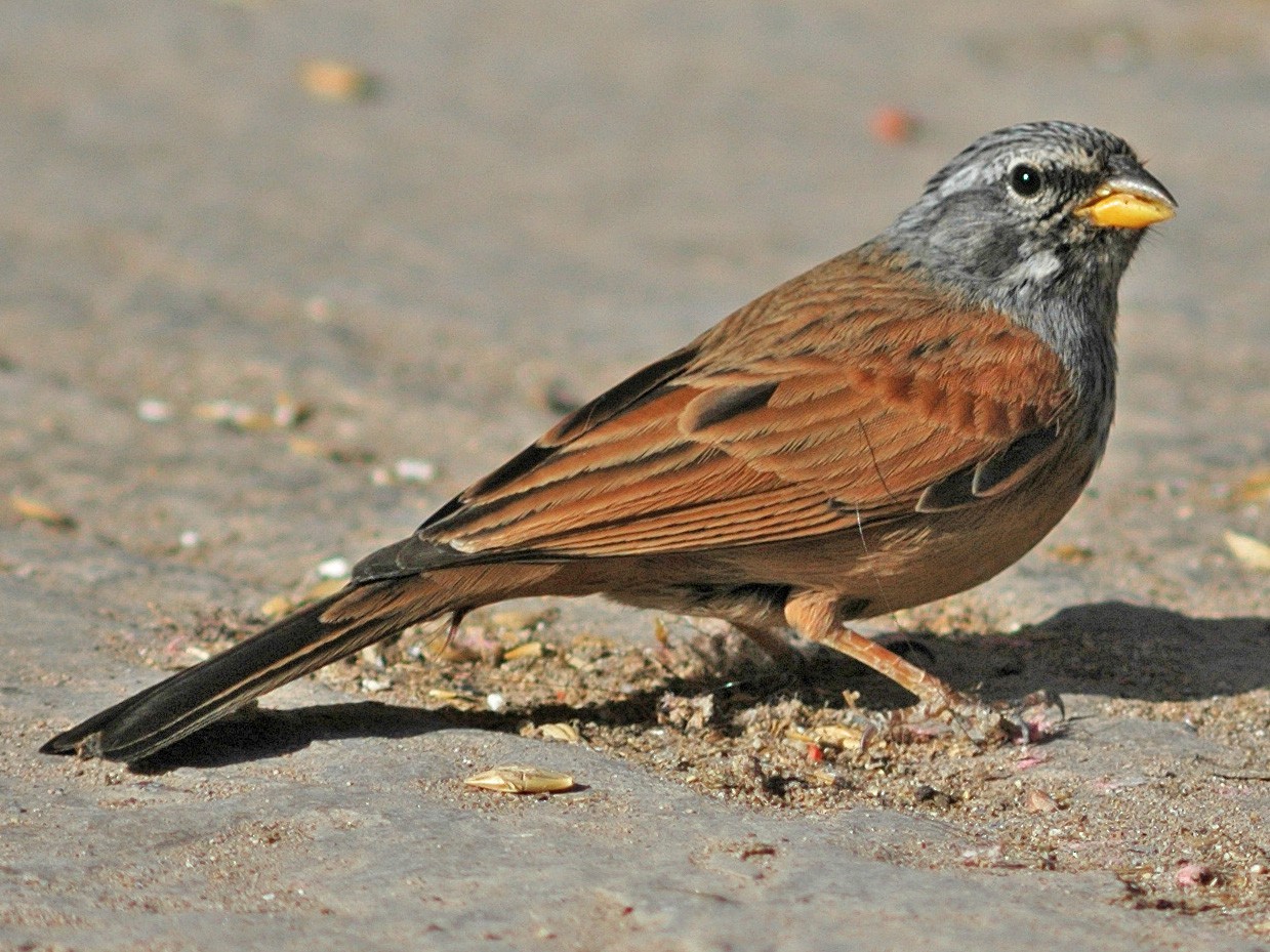House Bunting - Ray Scally