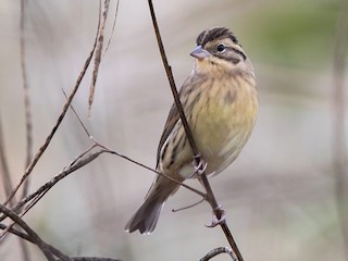 シマアオジ - eBird