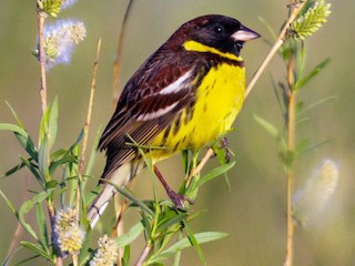 シマアオジ - eBird