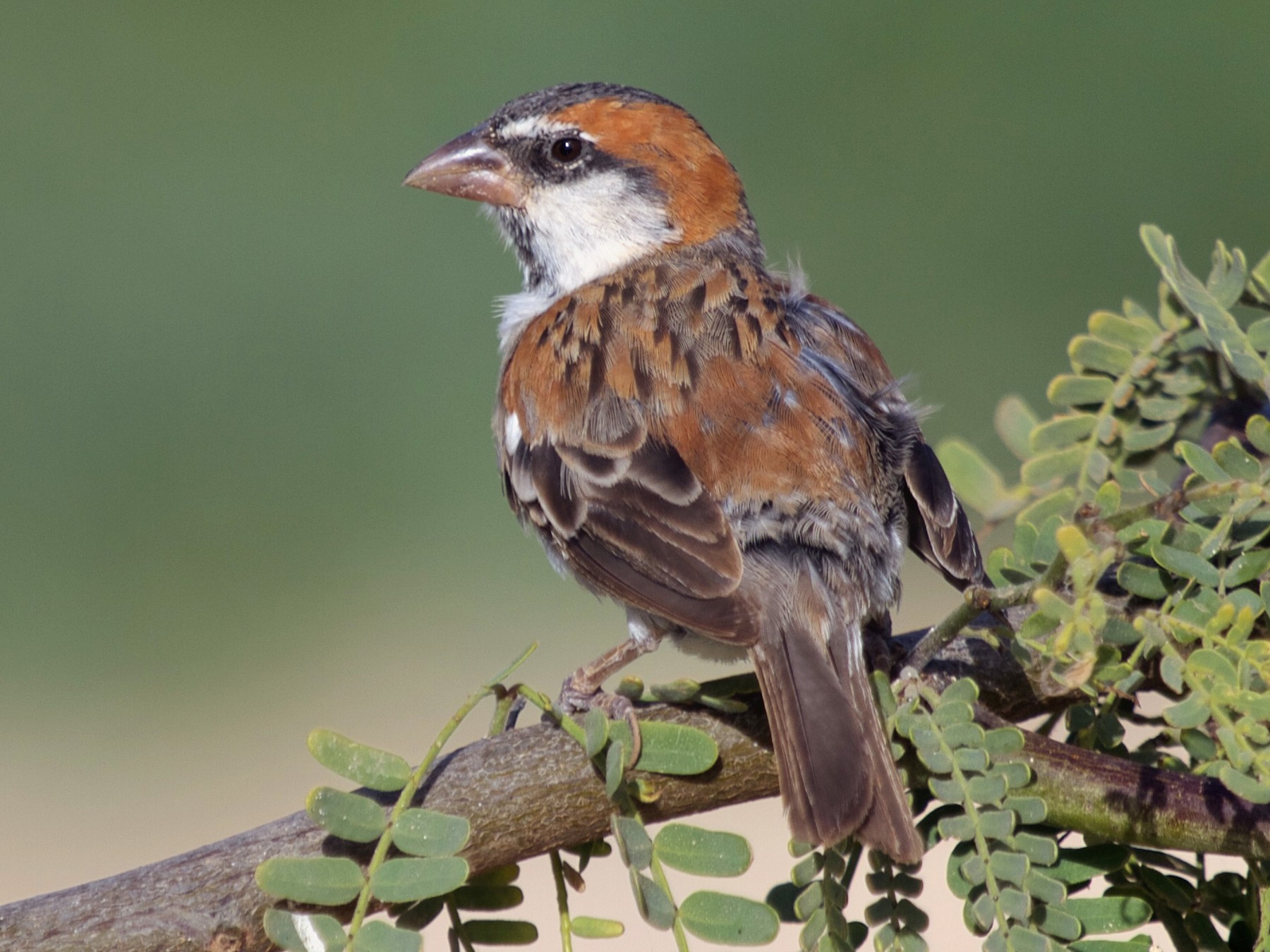 Cape Verde Sparrow - Bengt Ahgren