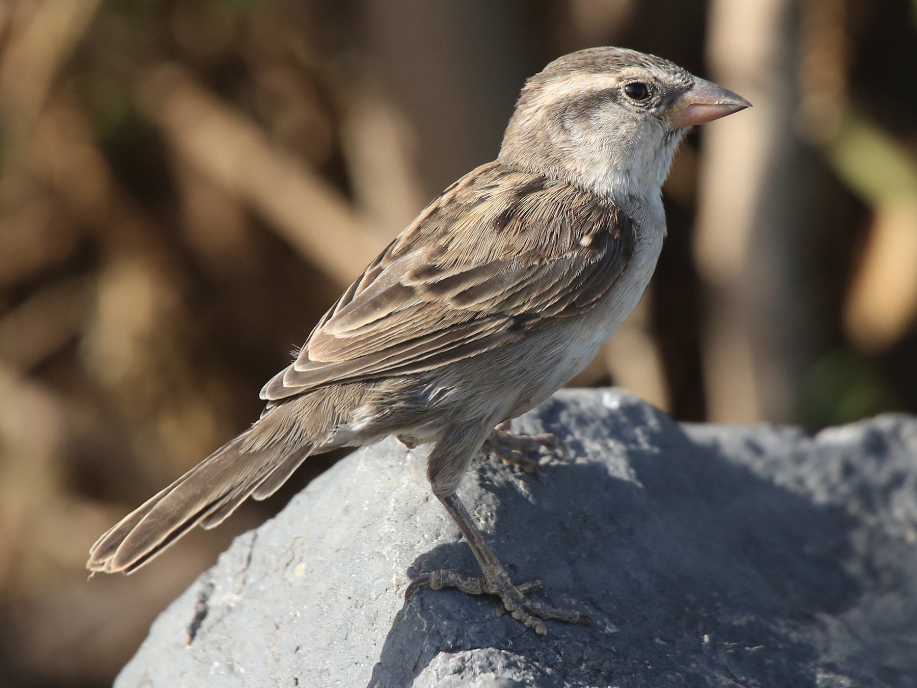 ケープベルデセアカスズメ Ebird