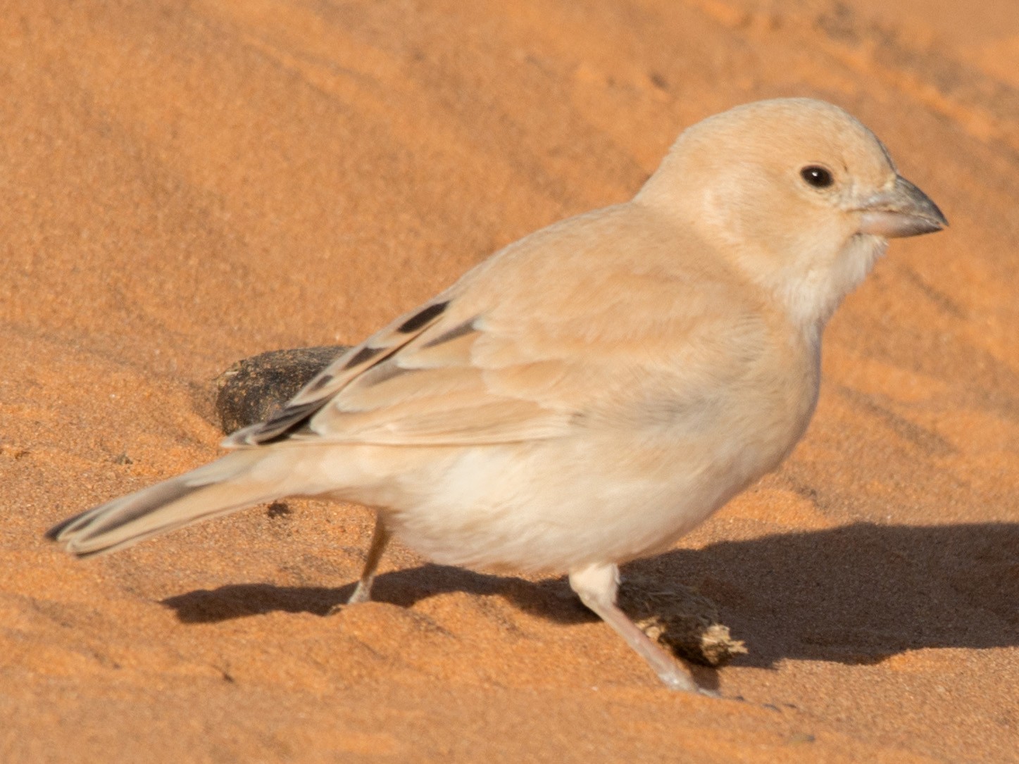 Desert Sparrow - John C. Mittermeier