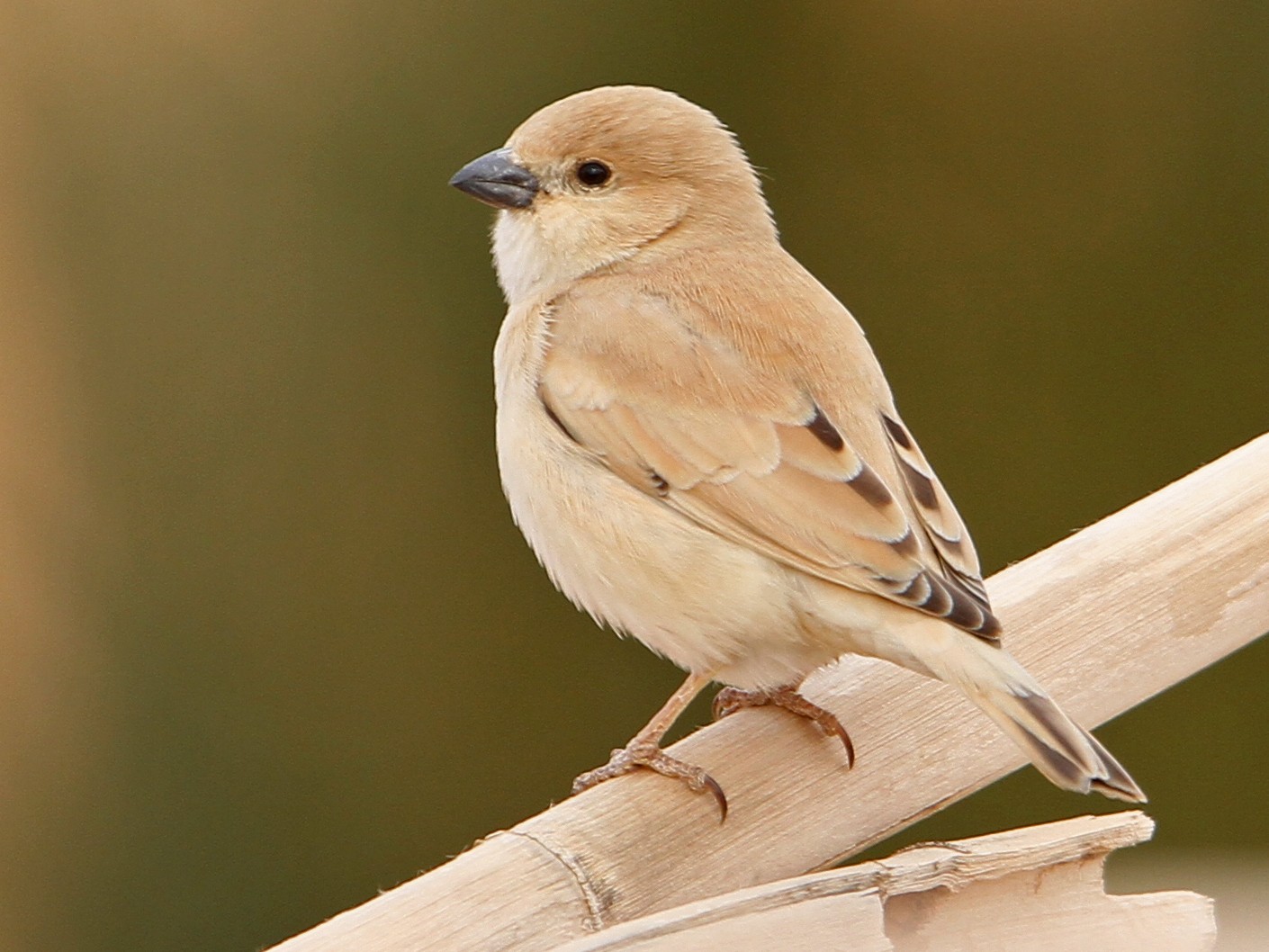 Desert Sparrow - Christoph Moning