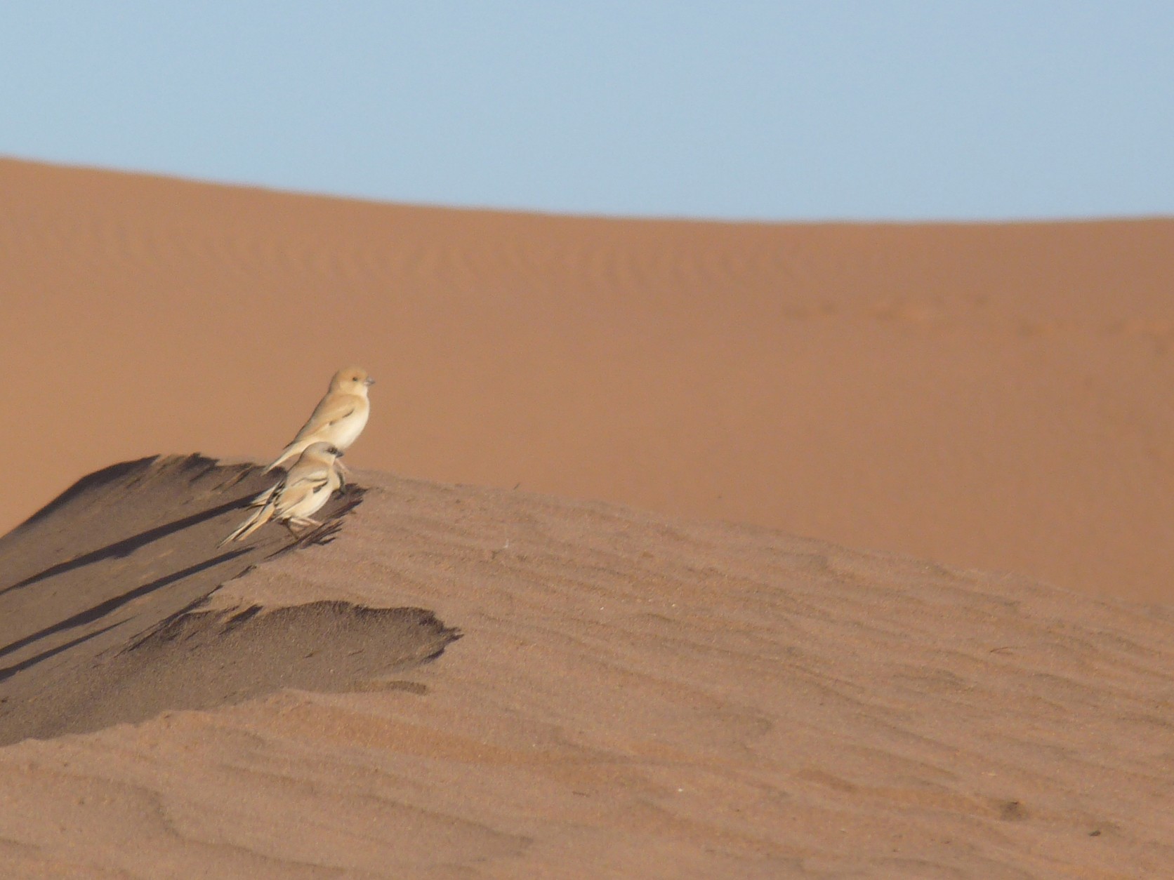 Desert Sparrow - Marie O'Neill