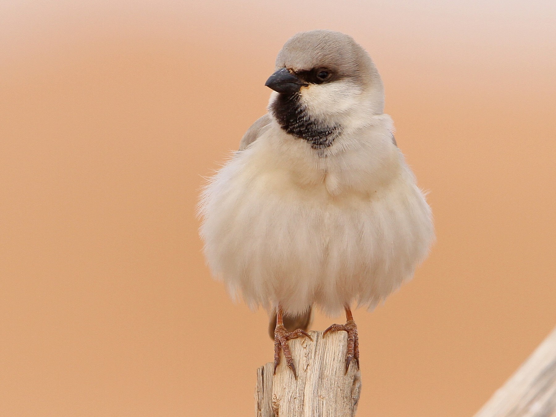 Desert Sparrow - Christoph Moning