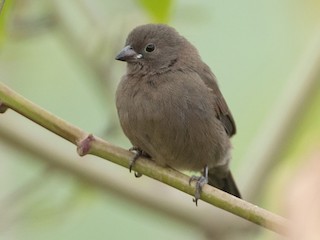 Молодая птица - Ian Davies - ML144293001