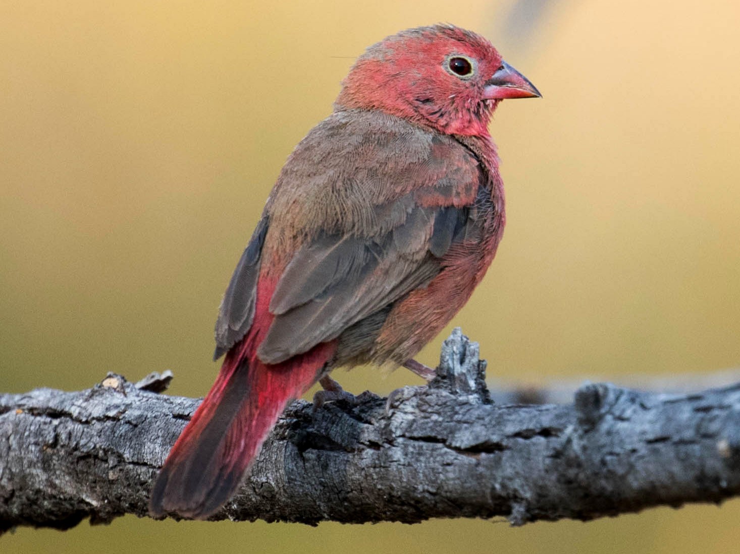 Red-billed Firefinch - Marty Herde