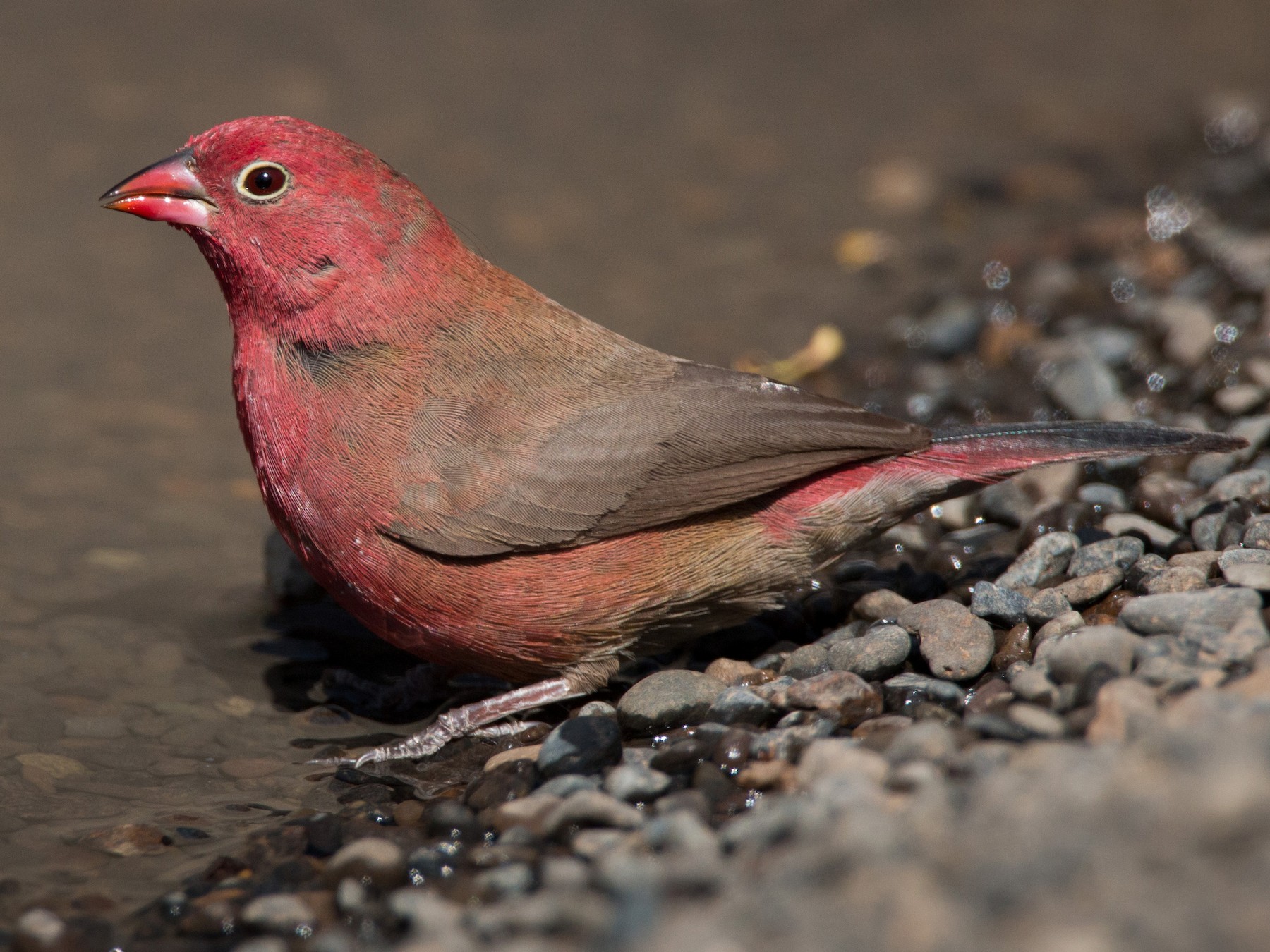 Red-billed Firefinch - Ian Davies