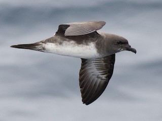 Adult light morph - ML144293291