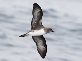 淺色型成鳥 - Tom Johnson - ML144293301