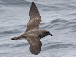 Adult light morph - ML144293311