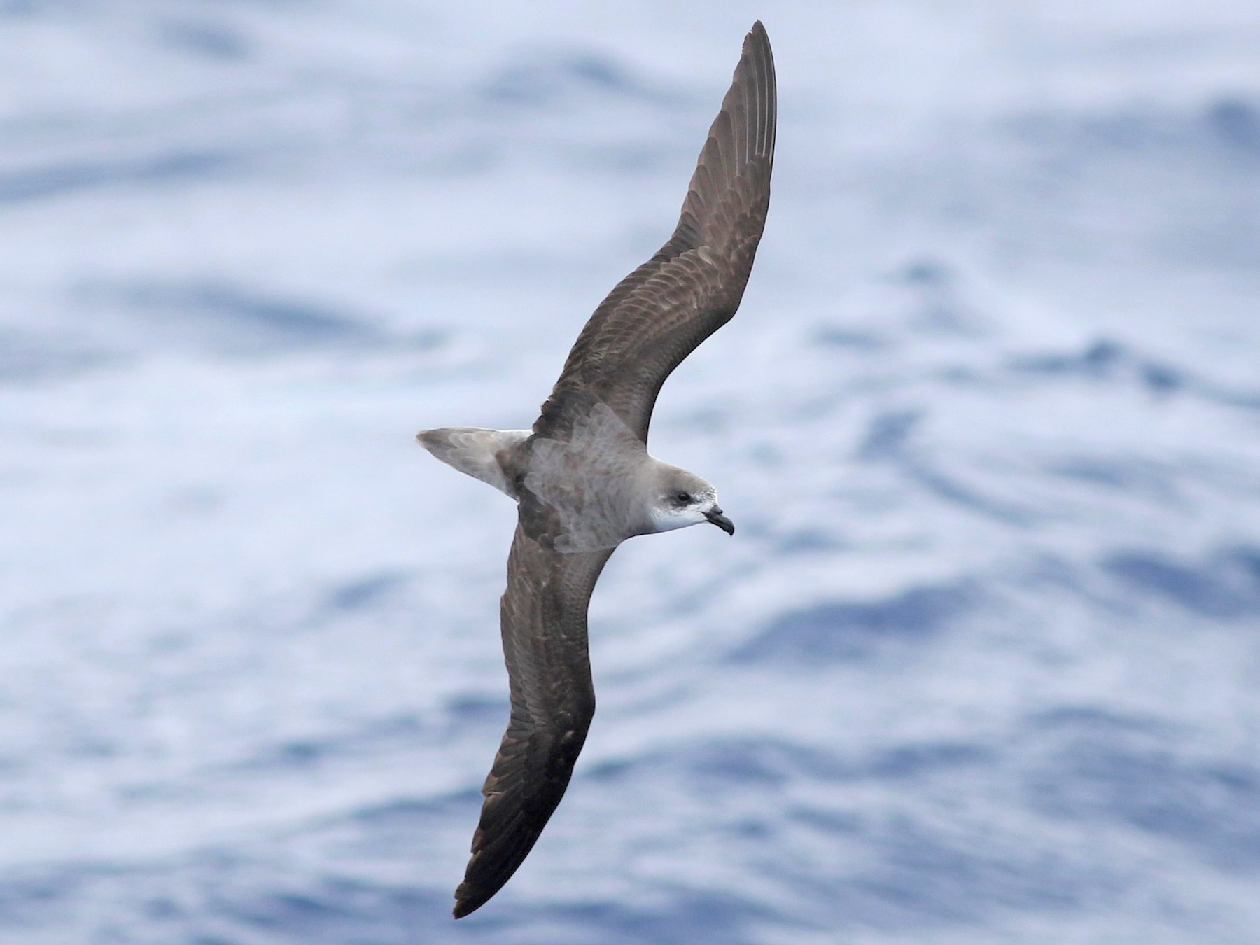 Fea's Petrel - Kate Sutherland