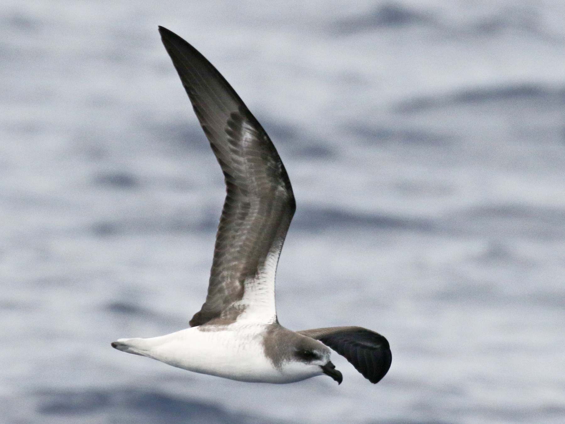 Fea's Petrel - Scott Sneed