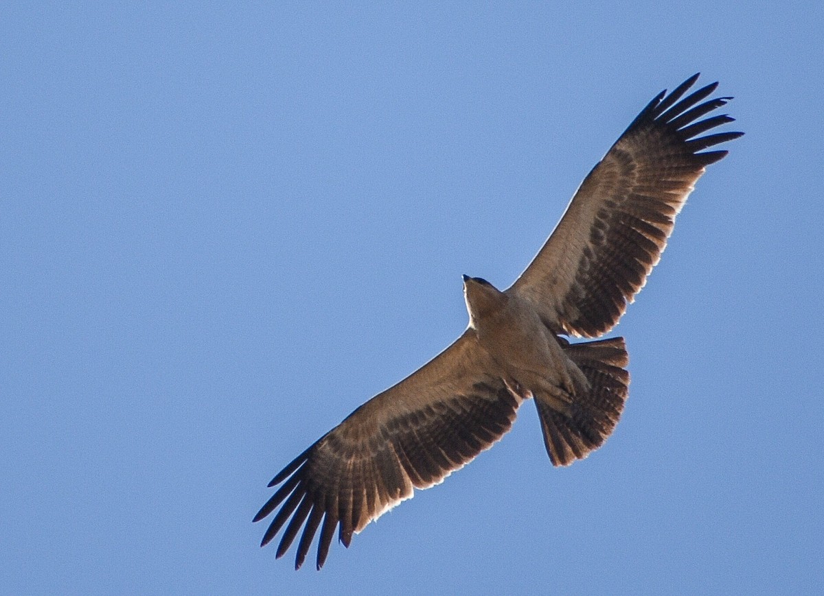 Tawny Eagle - Rajat Chordia