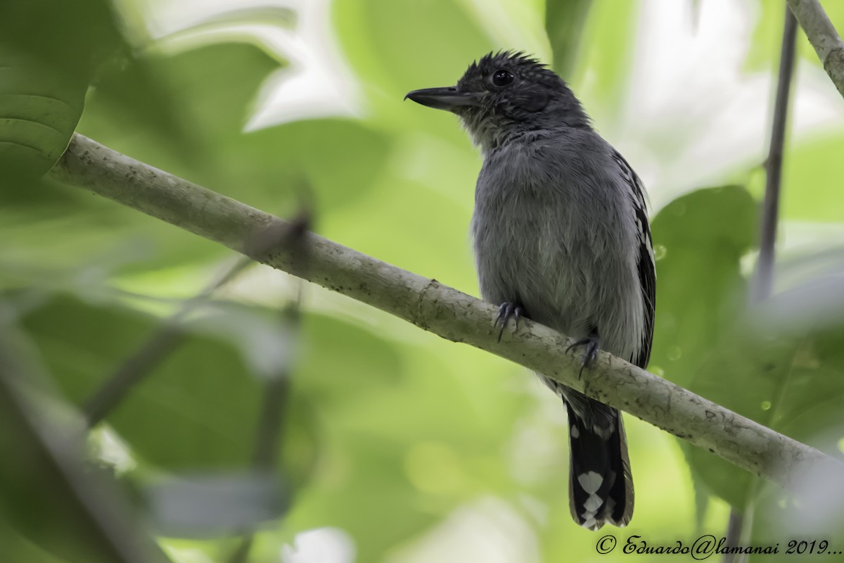 Black-crowned Antshrike - Jorge Eduardo Ruano
