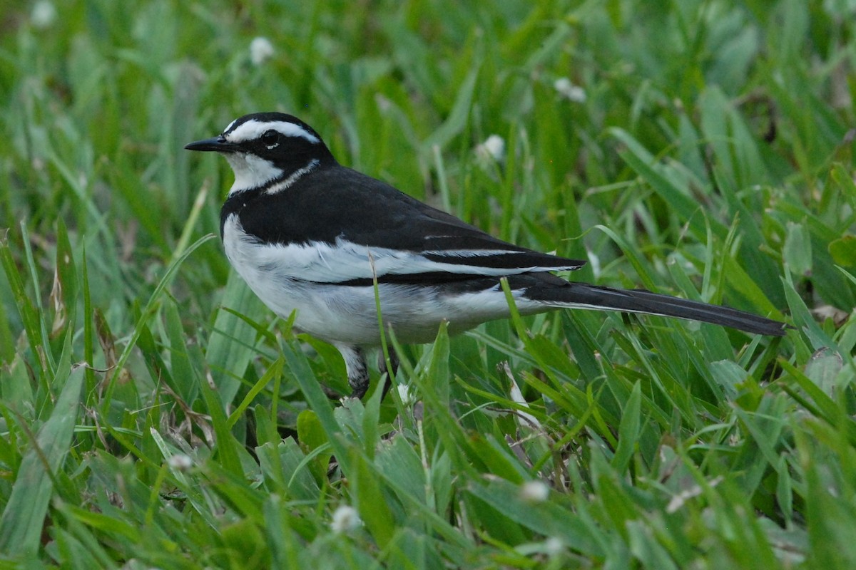 African Pied Wagtail - ML144299181