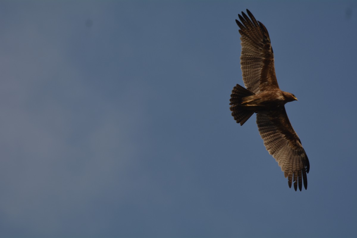 Indian Spotted Eagle - Deepika Surya