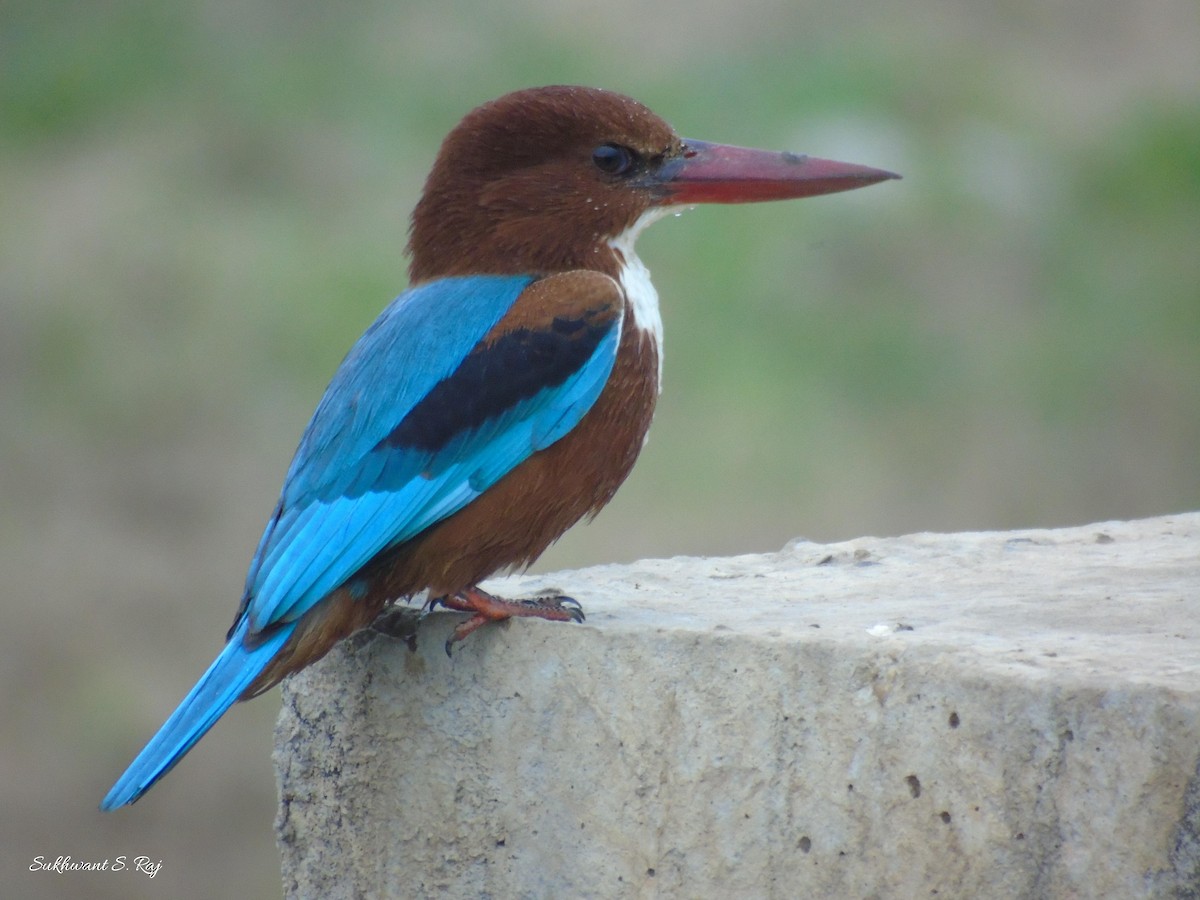 White-throated Kingfisher - Sukhwant S Raj