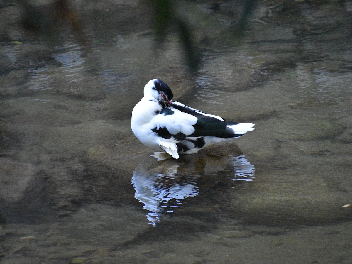 Muscovy Duck (Domestic type) - Patrick McGill