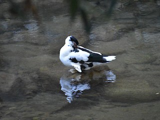 Muscovy Duck (Domestic type), ML144304111