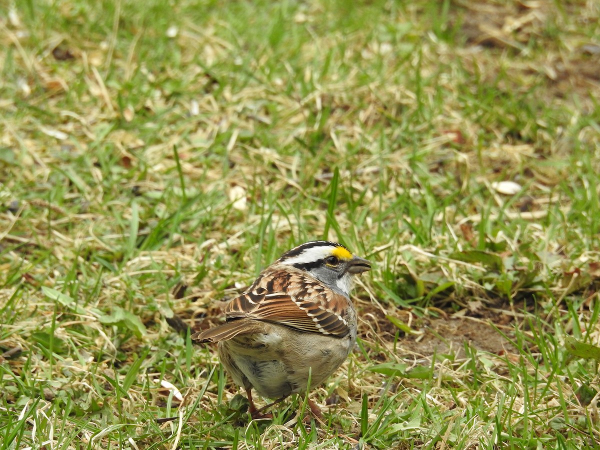 White-throated Sparrow - Donald A. Sutherland
