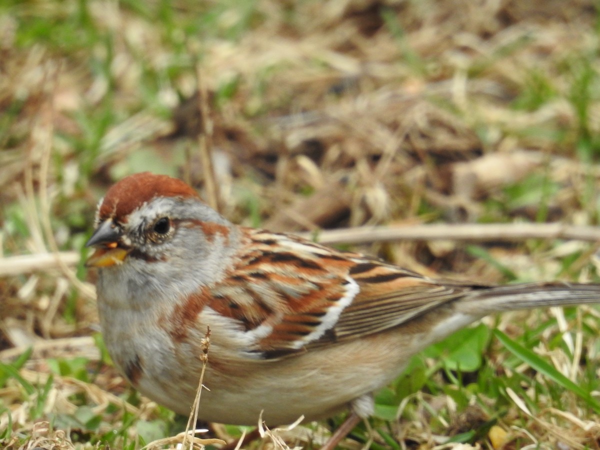 American Tree Sparrow - Donald A. Sutherland