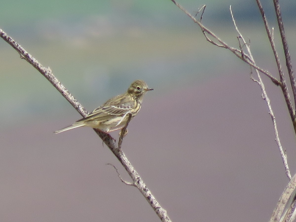 Meadow Pipit - ML144307431