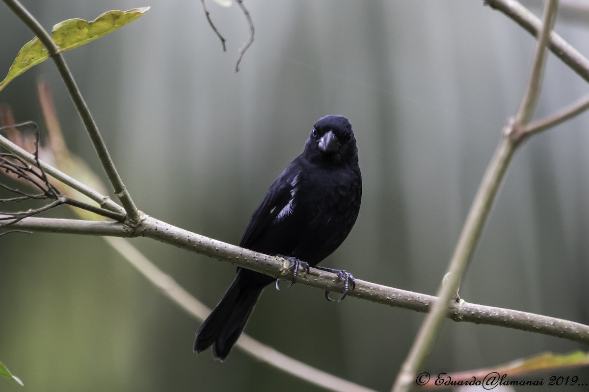 Variable Seedeater - ML144307721