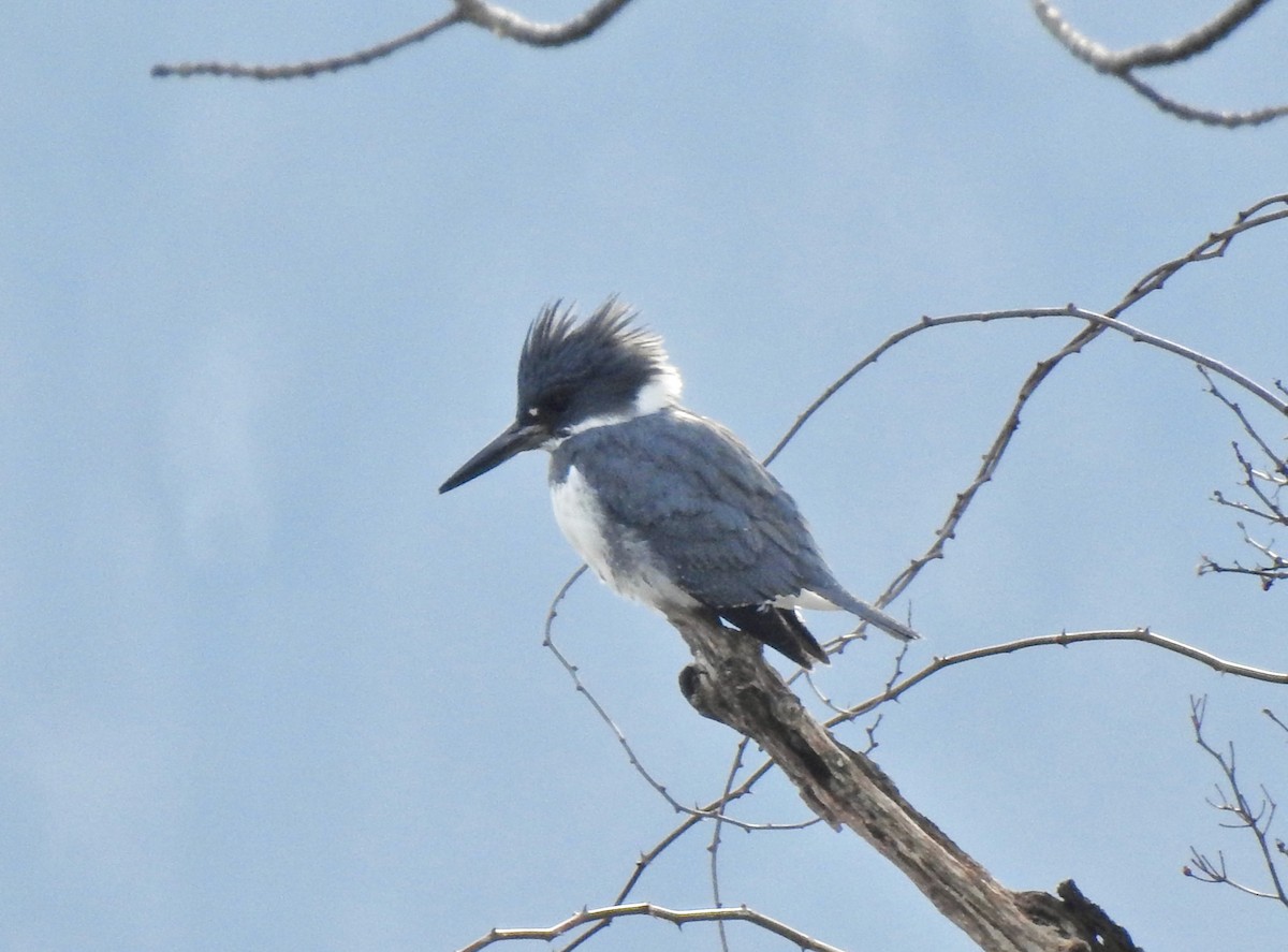 Belted Kingfisher - ML144309101