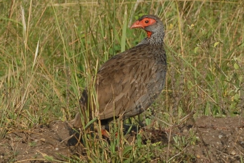 Red-necked Spurfowl - ML144309161
