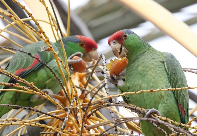 Birds feeding on palm fruits. - Red-crowned Parrot - 