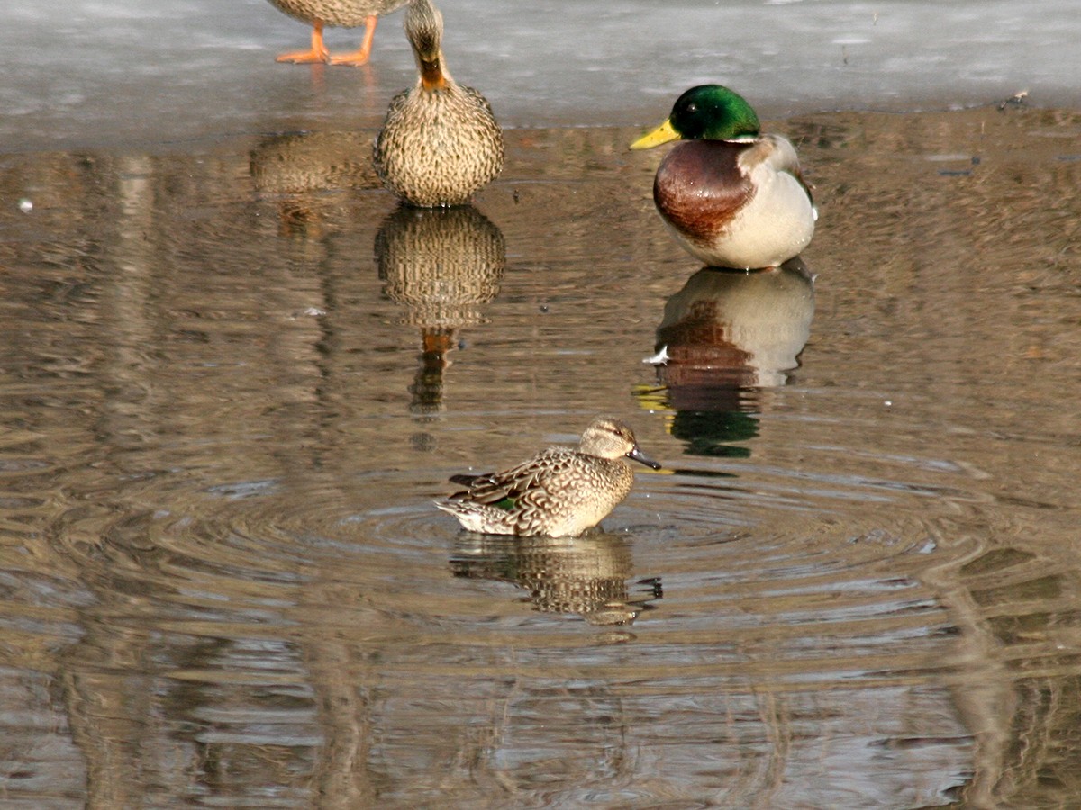 Green-winged Teal - Sherry Plessner