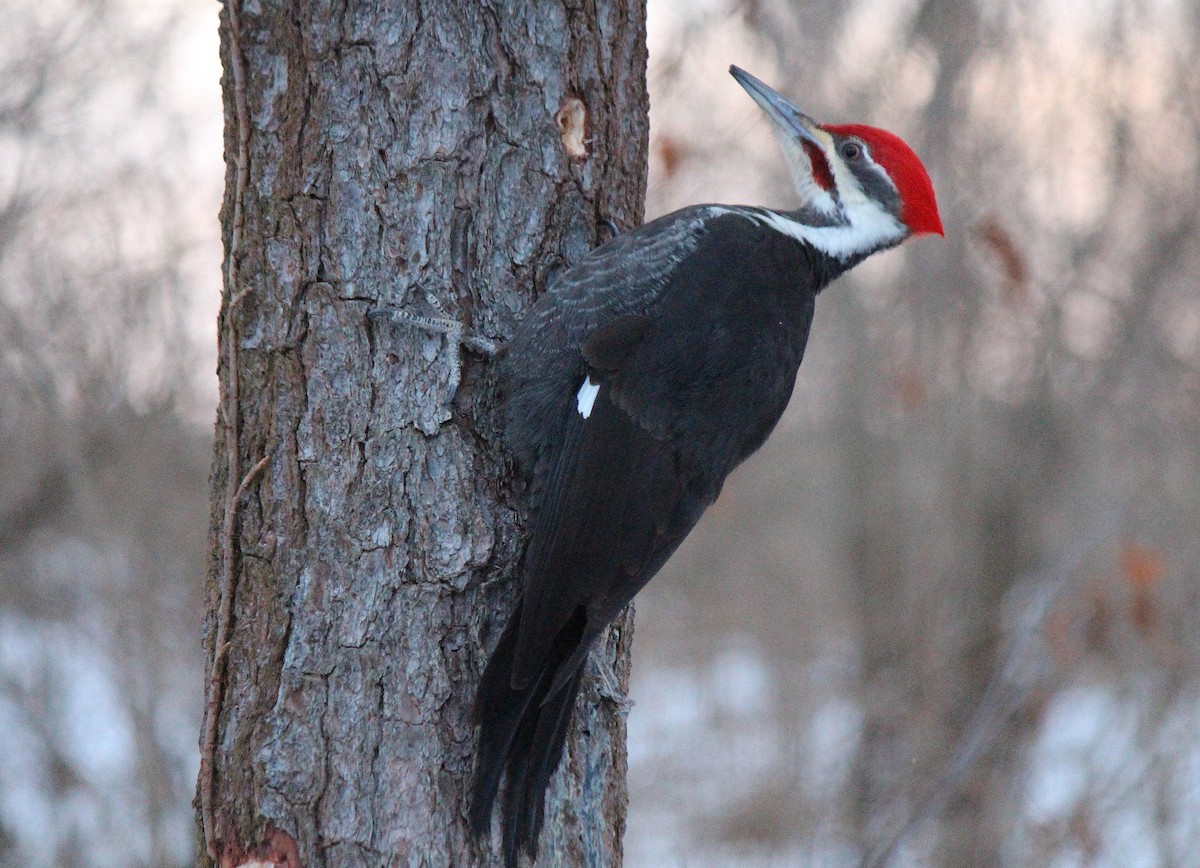 Pileated Woodpecker - Steve Charbonneau